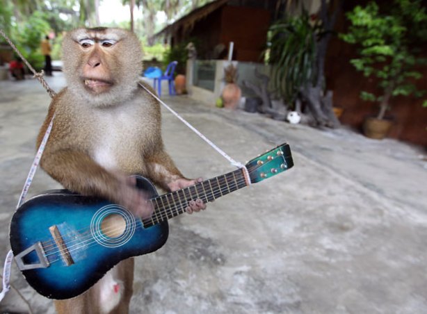 guitarrista mono